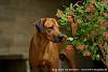 Rhodesian Ridgeback Akono 001.jpg