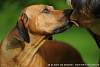 Rhodesian Ridgeback Akono 003.jpg