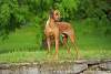 Rhodesian Ridgeback Akono 006.JPG