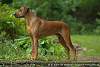 Rhodesian Ridgeback Akono 007.jpg