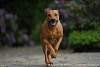 Rhodesian Ridgeback Akono 008.jpg