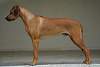 Rhodesian Ridgeback Akono 009.jpg