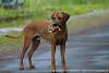 Rhodesian Ridgeback Akono 012.jpg