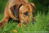 Rhodesian Ridgeback Akono 013.jpg