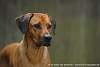 Rhodesian Ridgeback Akono 014.jpg