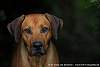 Rhodesian Ridgeback Akono 016.jpg