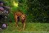 Rhodesian Ridgeback Akono 017.jpg