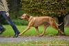 Rhodesian Ridgeback Akono 018.jpg