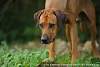 Rhodesian Ridgeback Akono 020 (3).jpg