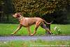 Rhodesian Ridgeback Akono 020.jpg