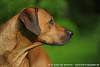 Rhodesian Ridgeback Akono 023.jpg