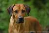 Rhodesian Ridgeback Akono 025.jpg