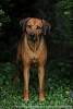 Rhodesian Ridgeback Akono 027.jpg