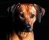 Rhodesian Ridgeback1.jpg