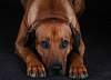 Rhodesian Ridgeback2.JPG